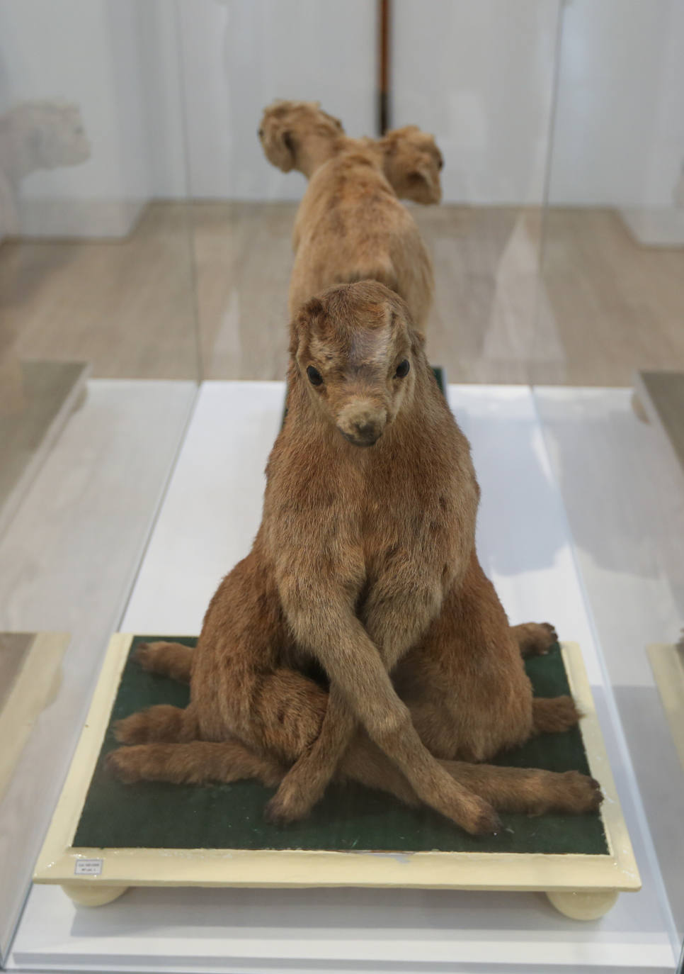 La exposición muestra una pequeña parte de las piezas restauradas desde 2015