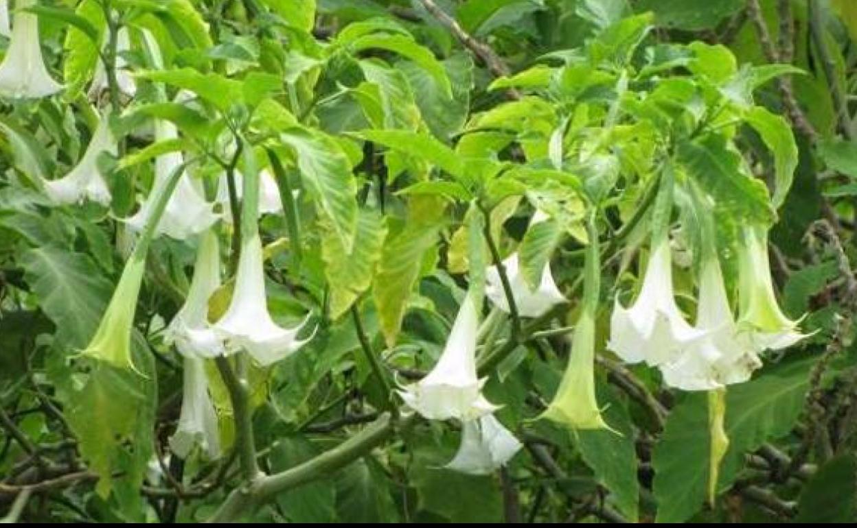 Juez Calatayud: «Al loro, no vayamos a tener burundanga, la droga de los violadores, en los jardines»