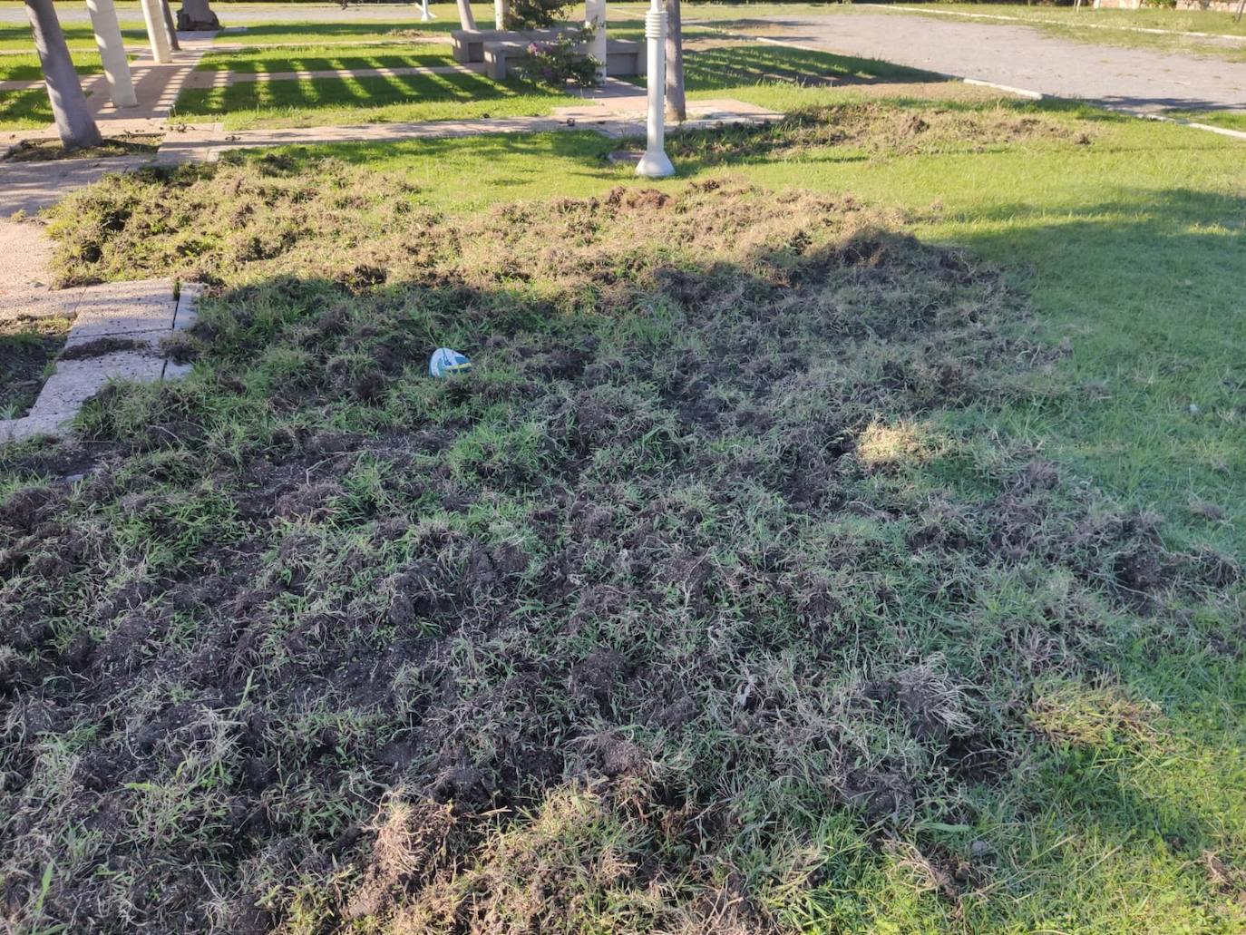 La piara ha arrancado el césped de los jardines en su visita nocturna al vecindario 