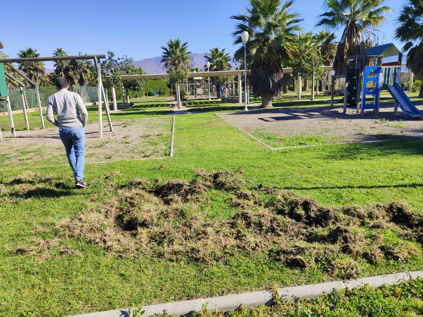 La piara ha arrancado el césped de los jardines en su visita nocturna al vecindario 