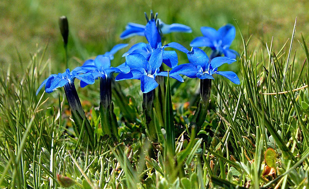 Gentiana sierrae, un endemismo de los borreguiles de Sierra Nevada