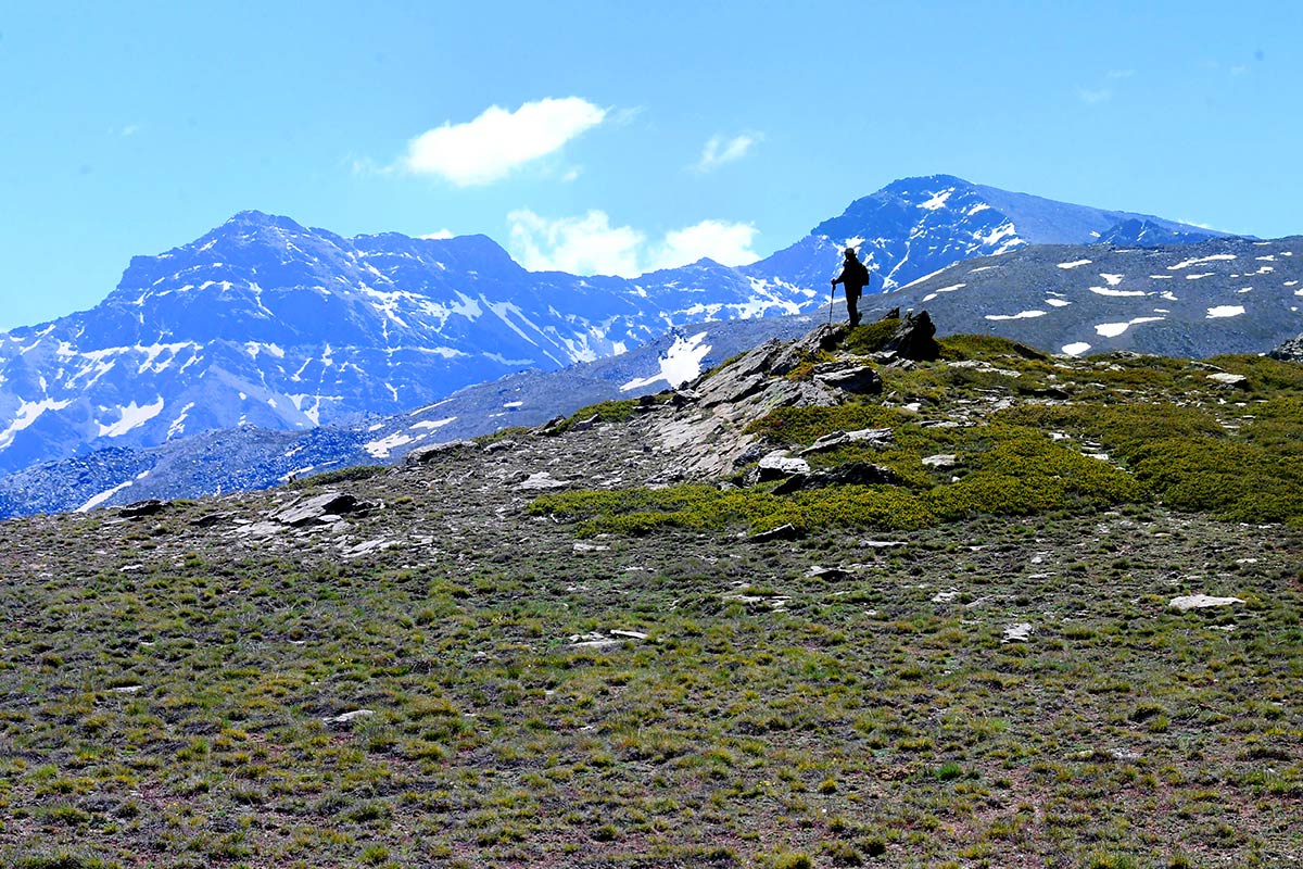 Imagen principal - La Alcazaba y el Mulhacén presiden la imagen de las altas cumbres; Un macho de cabra montés, una especie emblemática de la sierra, junto a la manzanilla real, la especie de flora más conocida y protegida. 