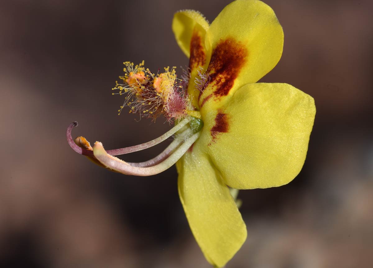 Verbascum prumellii, endémica de la sierra de Alhamilla, Almería