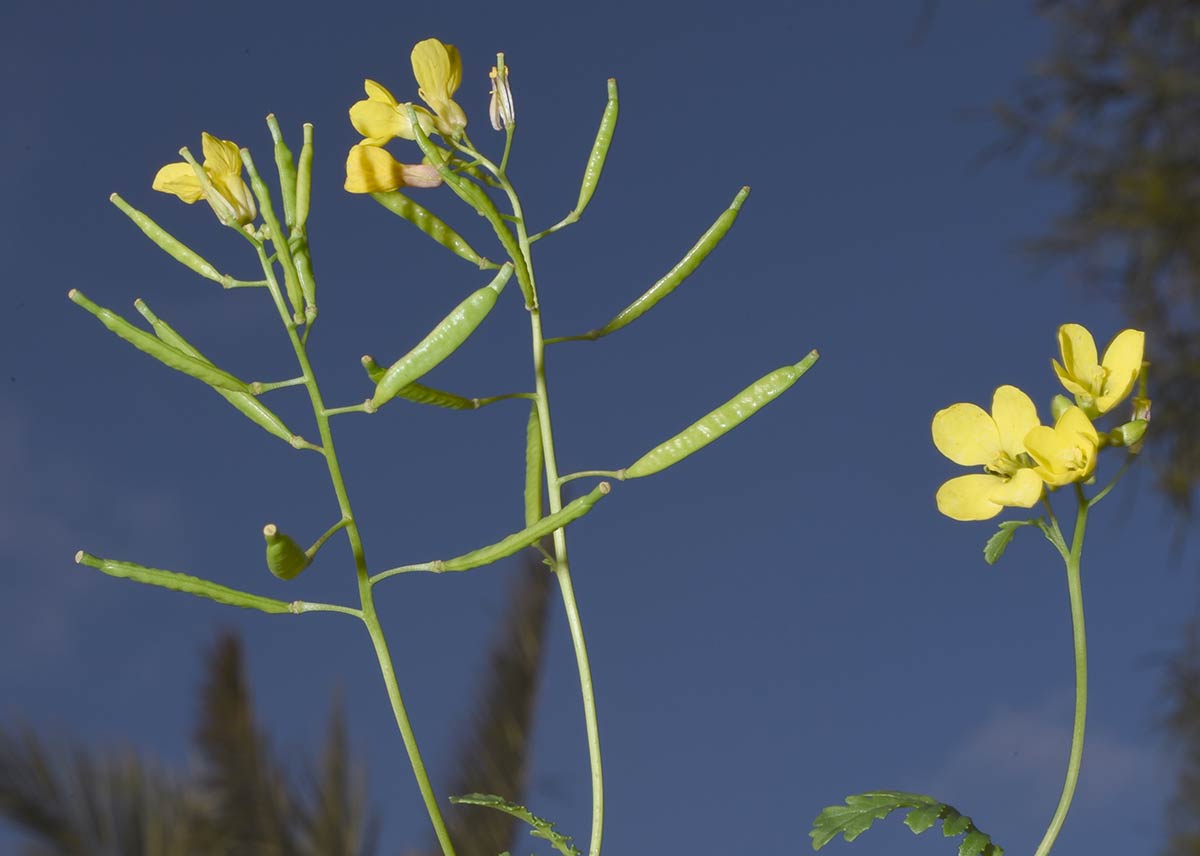 Diplotaxis siettiana, endémica de la isla de Alborán, Almería