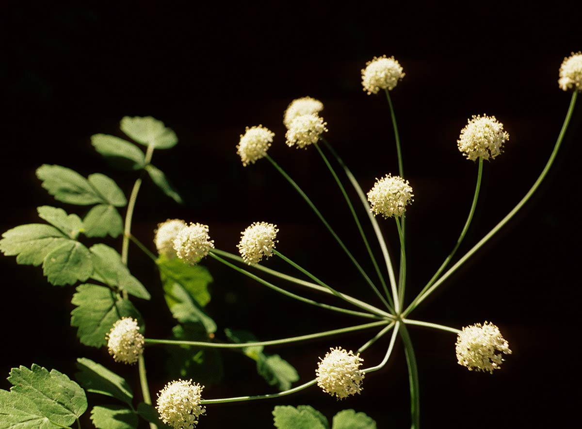 Laserpitium longiradium, endémica de Sierra Nevada