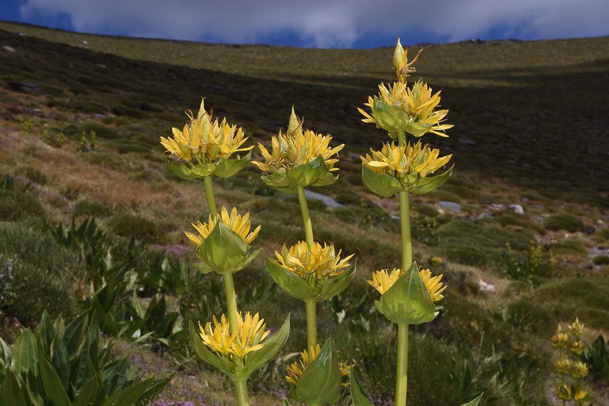 Gentiana lutea, Sierra Nevada, Granada