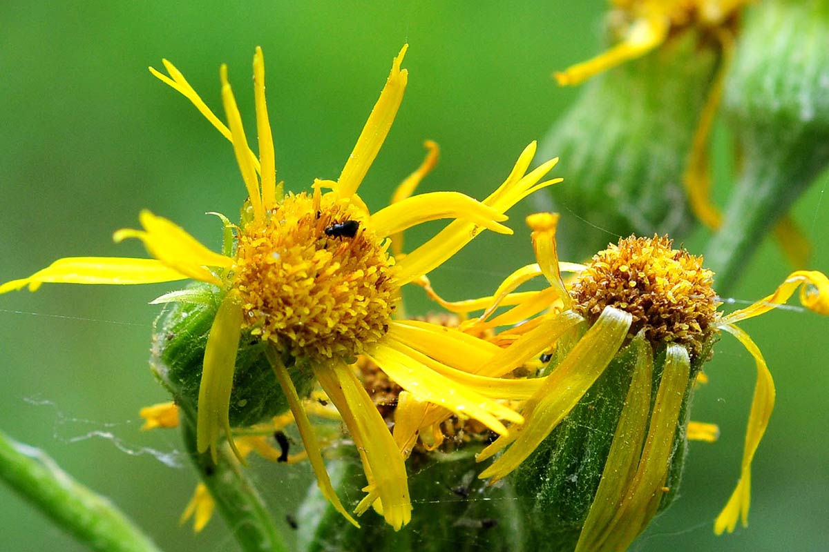 Tephroseris elodes, planta endémica de Sierra Nevada