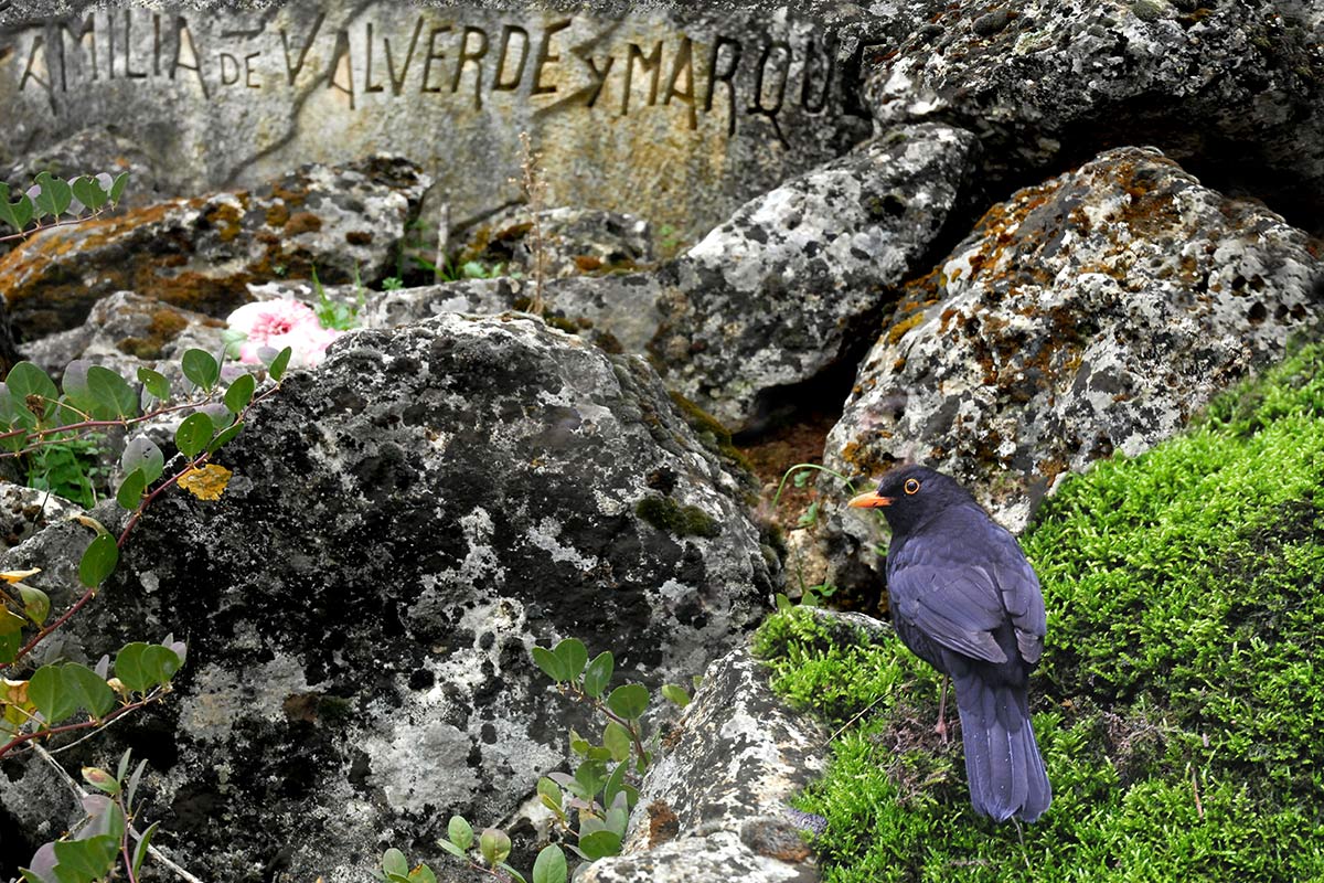 Un mirlo común, turdus merula, busca insectos entre los musgos y alcaparras de un panteón familiar.