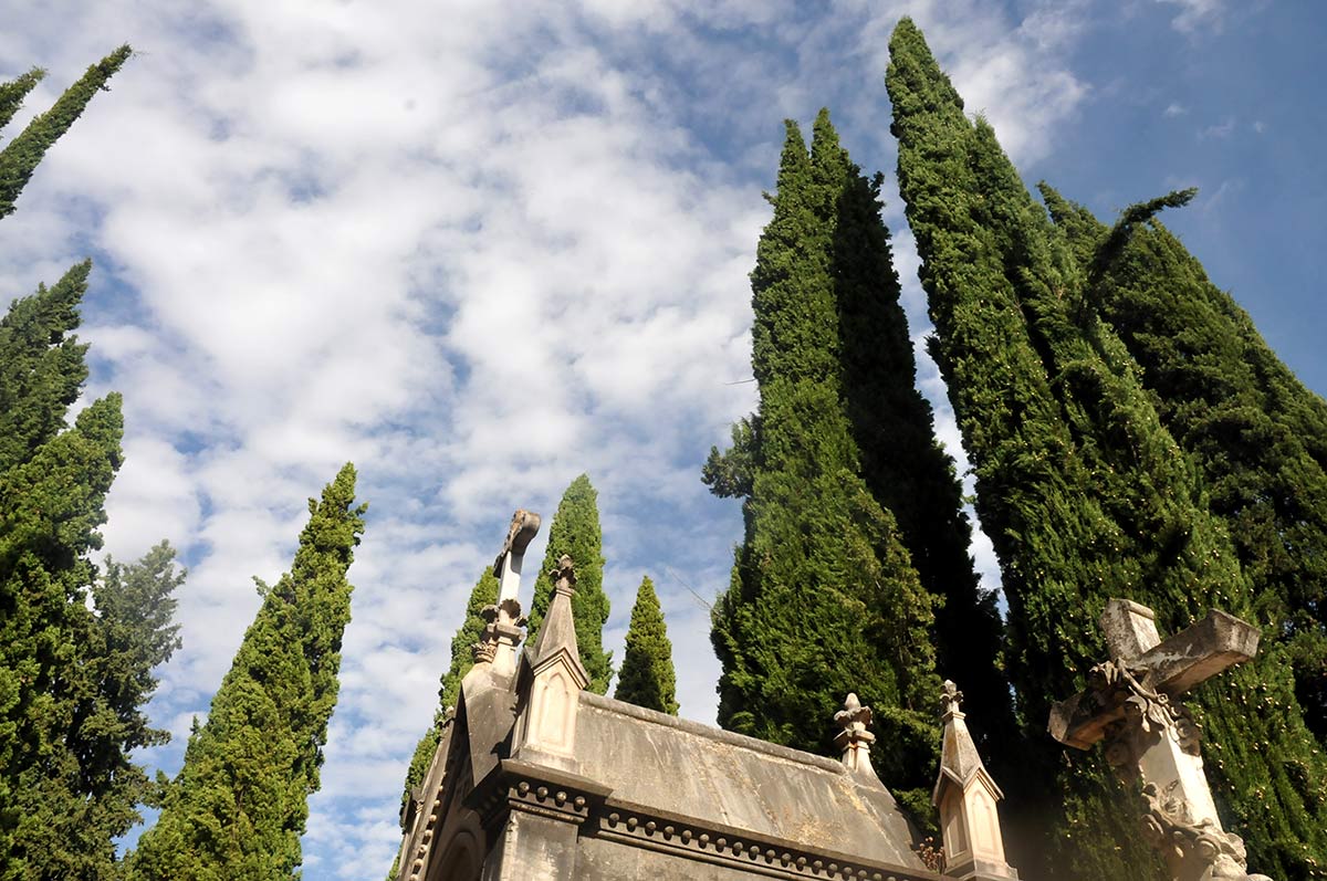 Los grandes cipreses se han naturalizado en el cementerio, y son un refugio perfecto para numerosas especies de aves. 