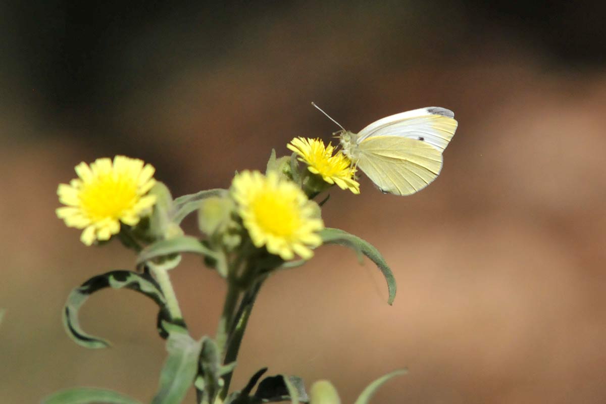 Las mariposas, en la foto Pieris rapae, aprovechan las flores que crecen entre las tumbas, y en ocasiones las flores cultivadas dejadas por los familiares de los fallecidos. 