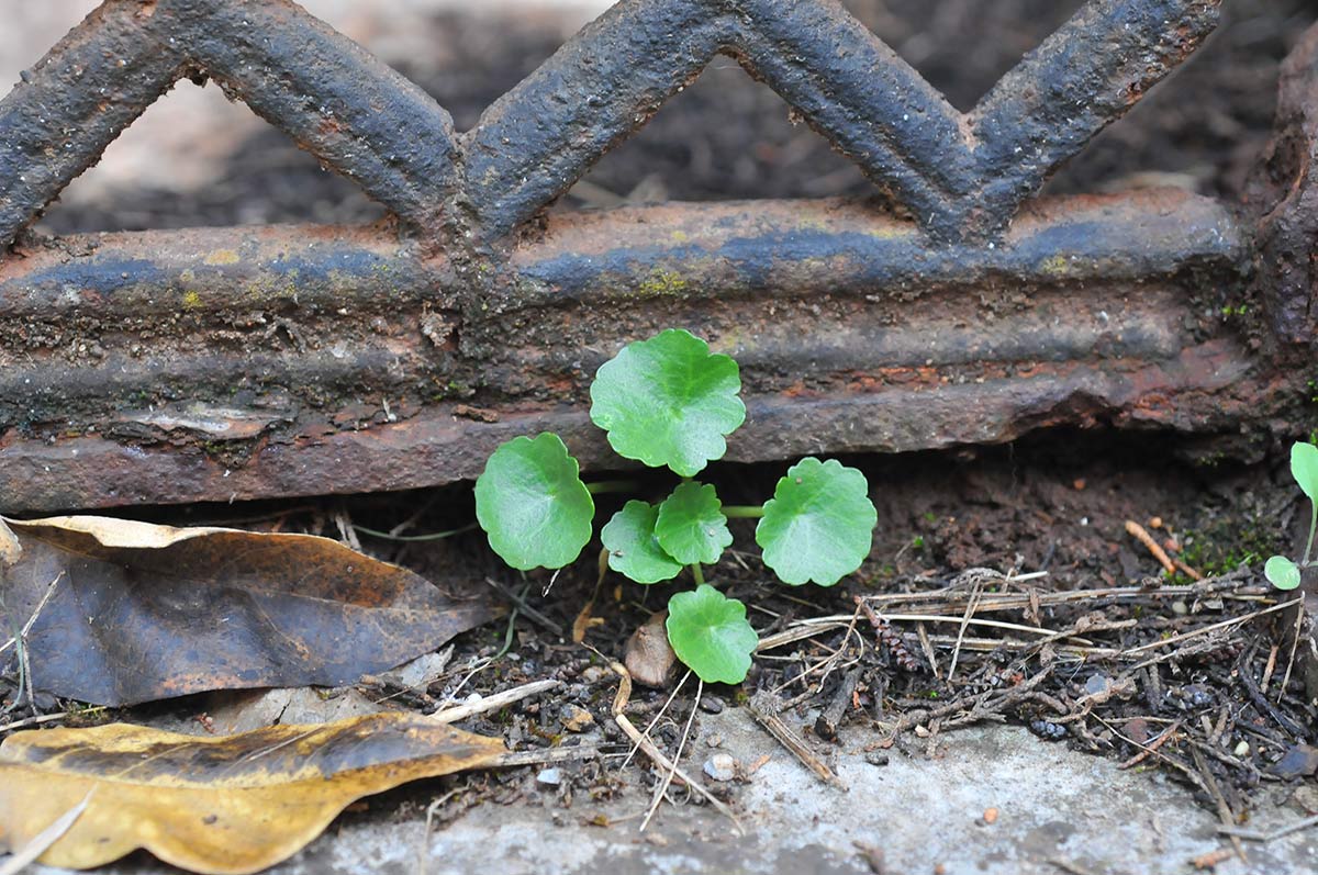 Una planta que busca espacios húmedos, ombligo de Venus, crece junto a las rejas de un panteón