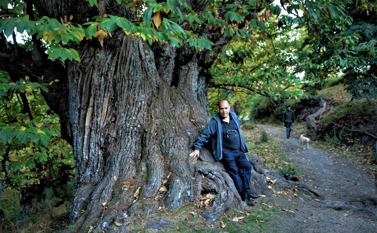 El 'Castaño Gordo' de Pórtugos