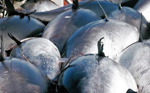 Los cuatro pescados que Sanidad recomienda no comer a embarazadas y niños de menos de 10 años