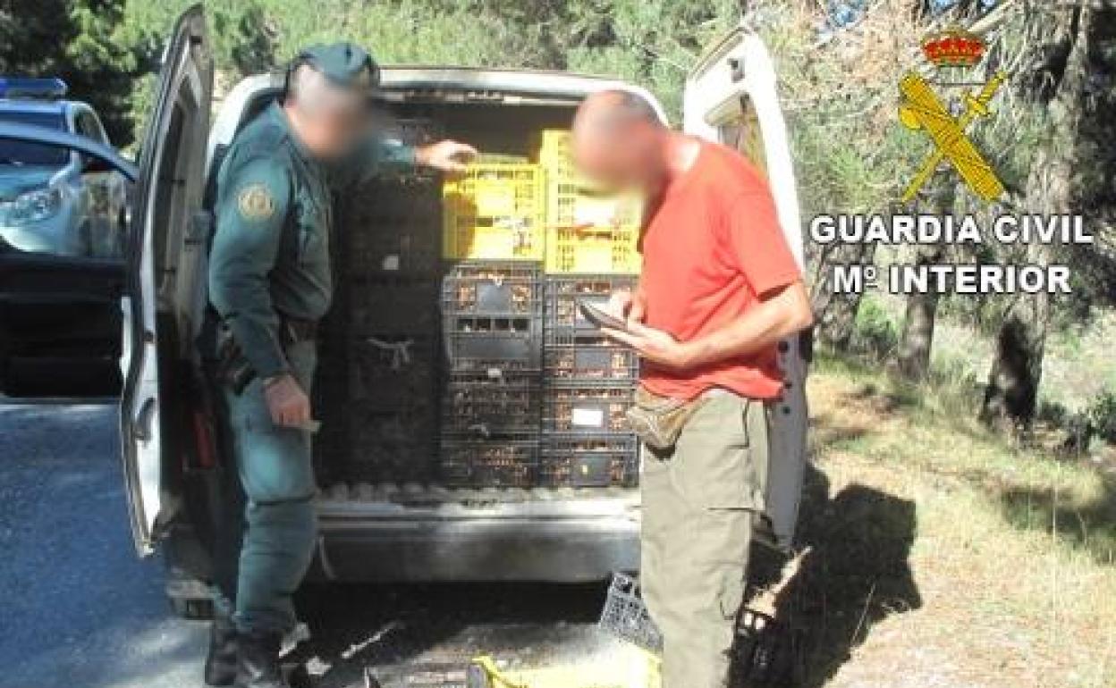 Almería | La Guardia Civil interviene más de 50 kilos de «Rebollones» recogidos de forma ilegal en Sierro