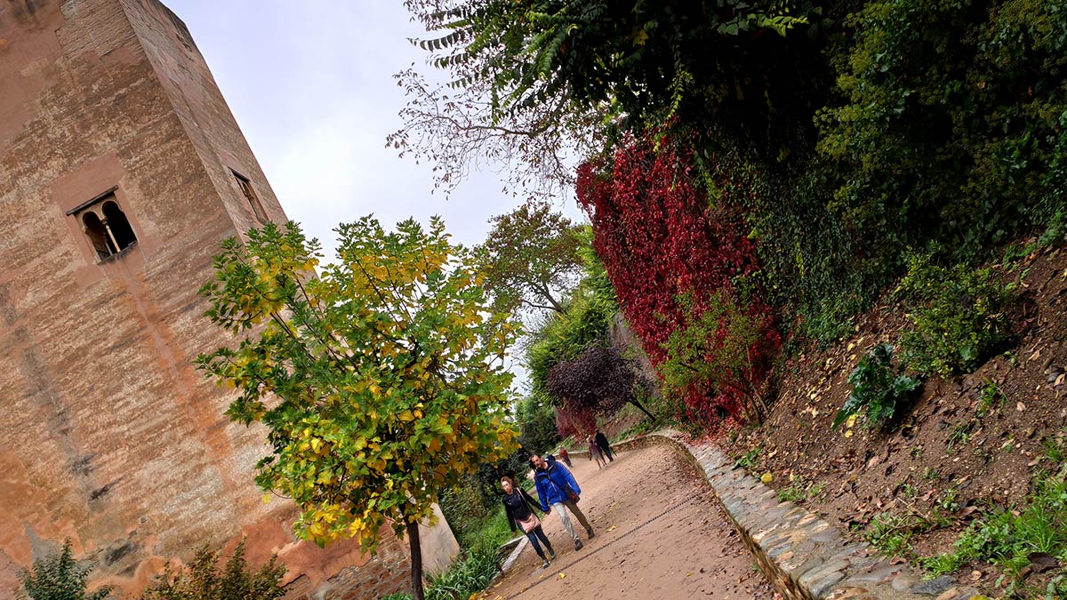 Las higueras también cambiar su color en la Cuesta de los Chinos 