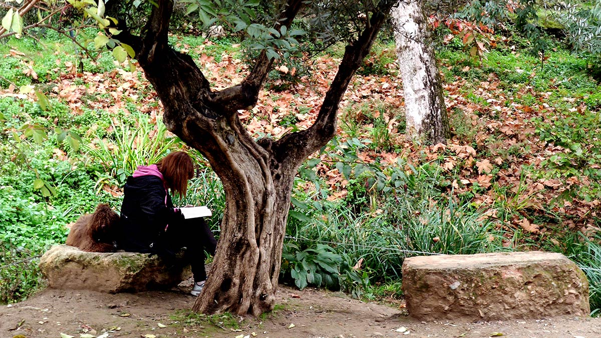 UNa chica lee bajo un viejo olivo en Los Chinos 