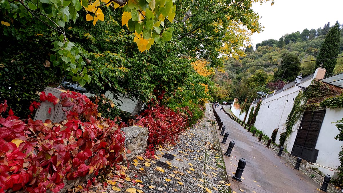 Hojas de parra virgen y álamos en el Camino del Avellano 