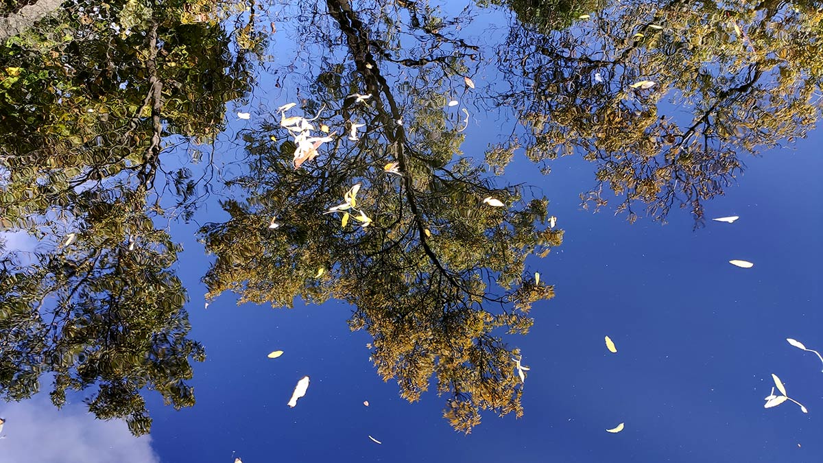 Reflejo otoñal en el estanque del Carmen de los Mártires 