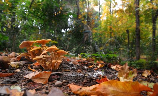 Armillaria entre castaños 