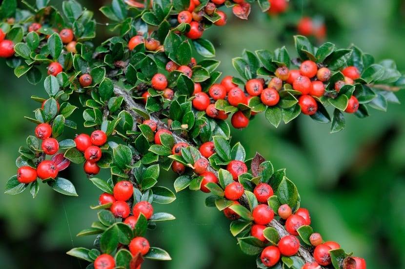 Cotoneaster horizontalis 