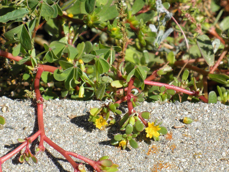 Portulaca oleracea (Verdolaga)