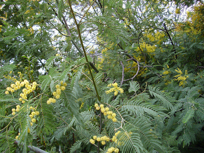 Acacia dealbata (Acacia mimosa)