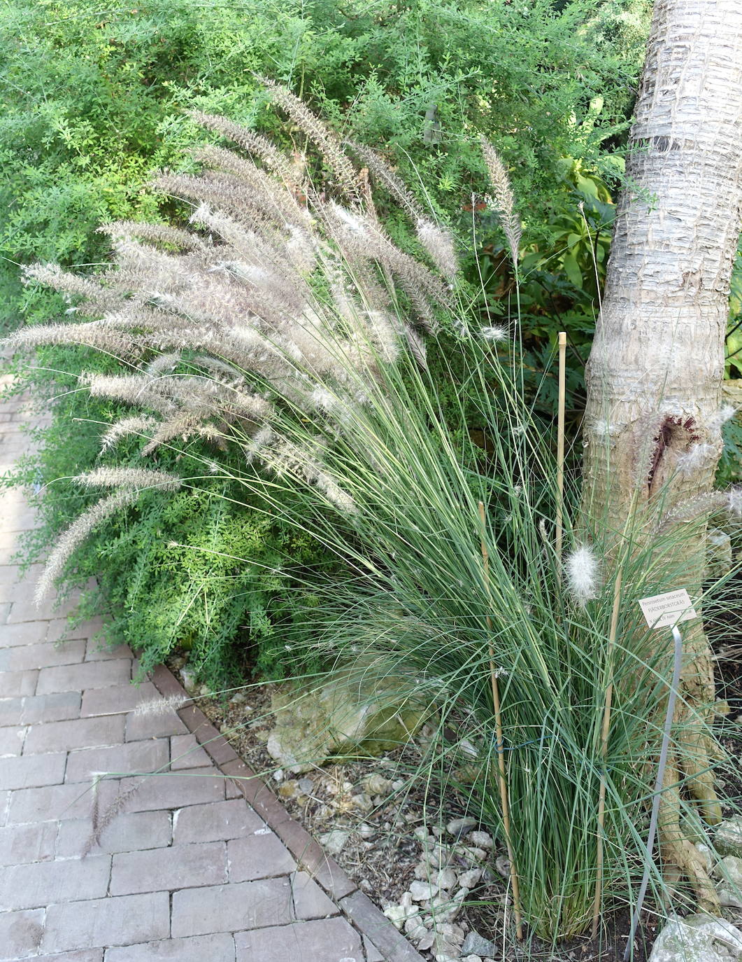 Pennisetum setaceum (Rabo de gato)