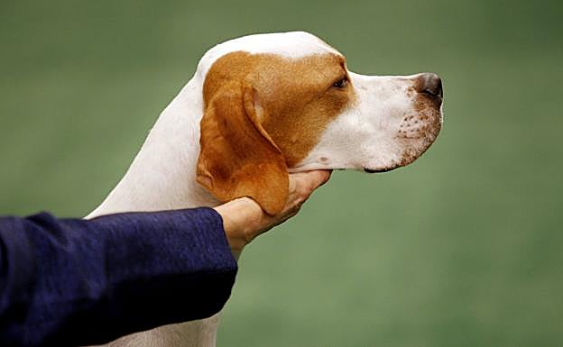 La Guardia Civil enseña la técnica con la que puedes salvar la vida de tu perro