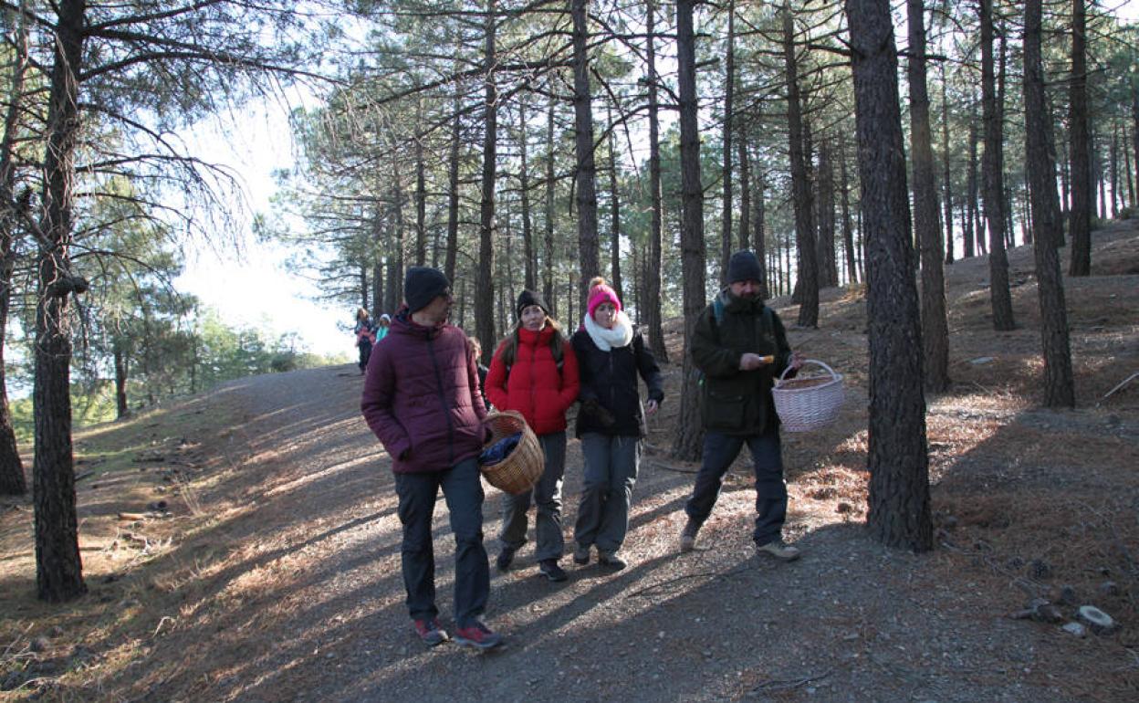 Varias personas caminan por el monte buscando setas. 