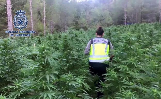 La Policía Nacional ha desmantelado, en el marco de la operación Copitos, la mayor plantación de marihuana. 