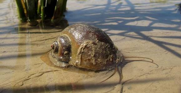 6. Caracol manzana