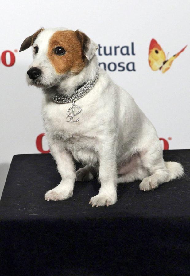 El perro Cook (16 años) era Valentín en 'Aquí no hay quien viva'.