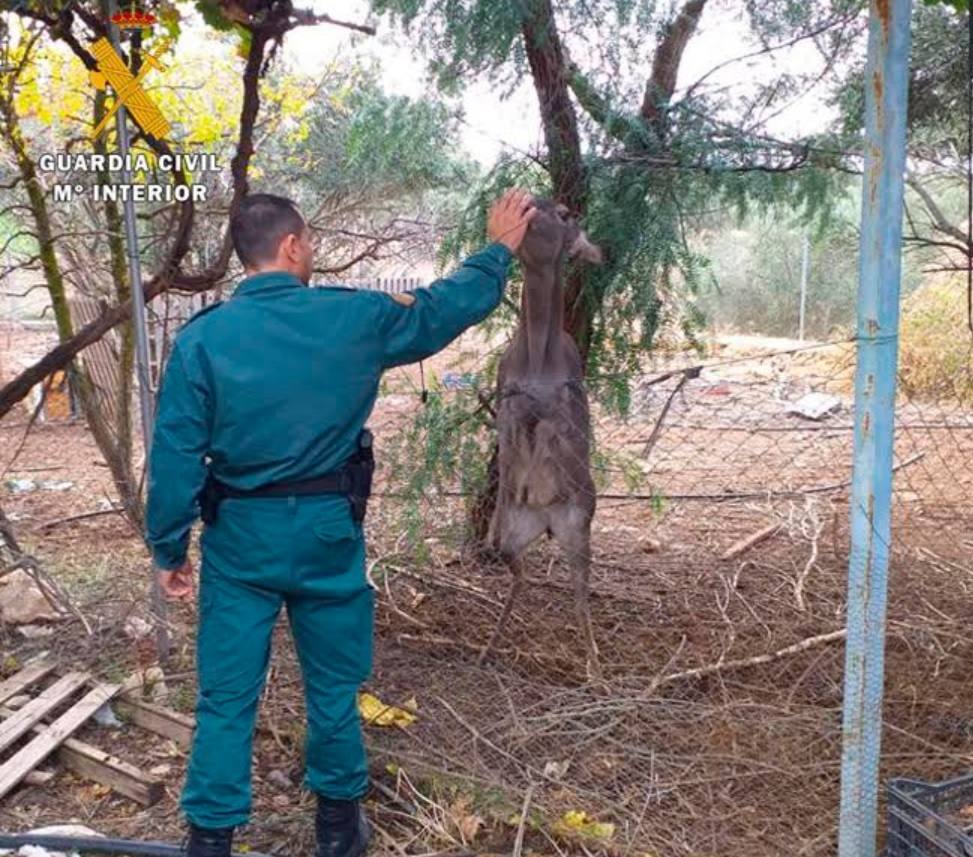 Un guardia civil acaricia a la cierva encontrada en la inspección. 
