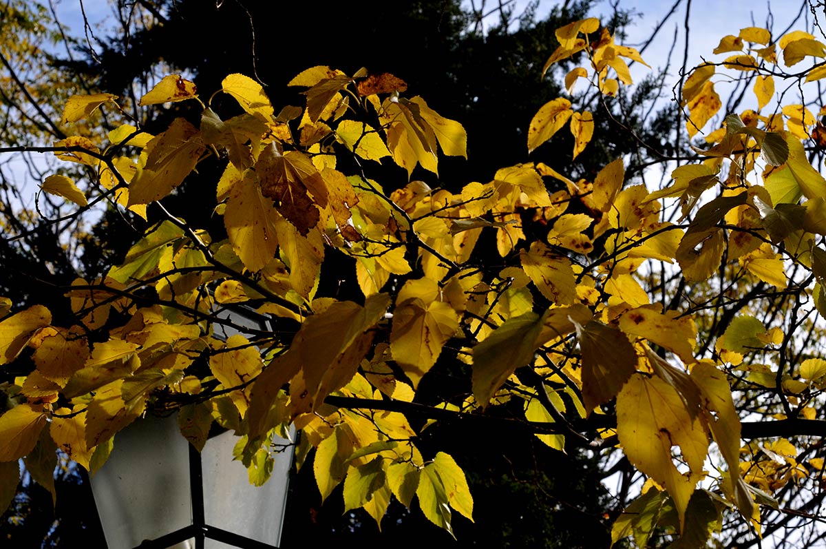 Las colinas del Albaicín, la Sabika y el cerro del Sol se visten con los colores del otoño