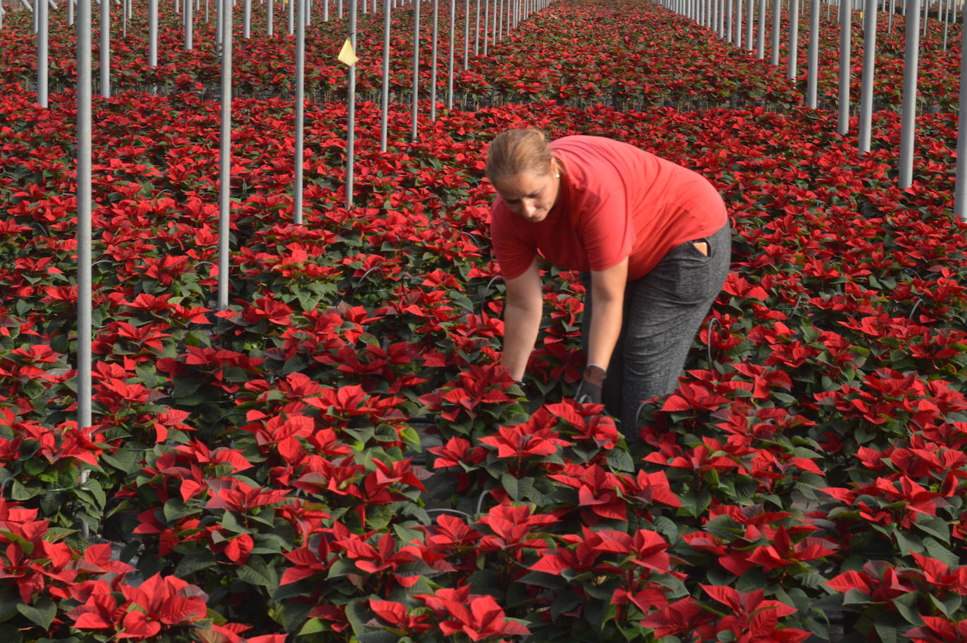 Una empleada de Rosaplant, que cultiva 150.000 pascueros este año.