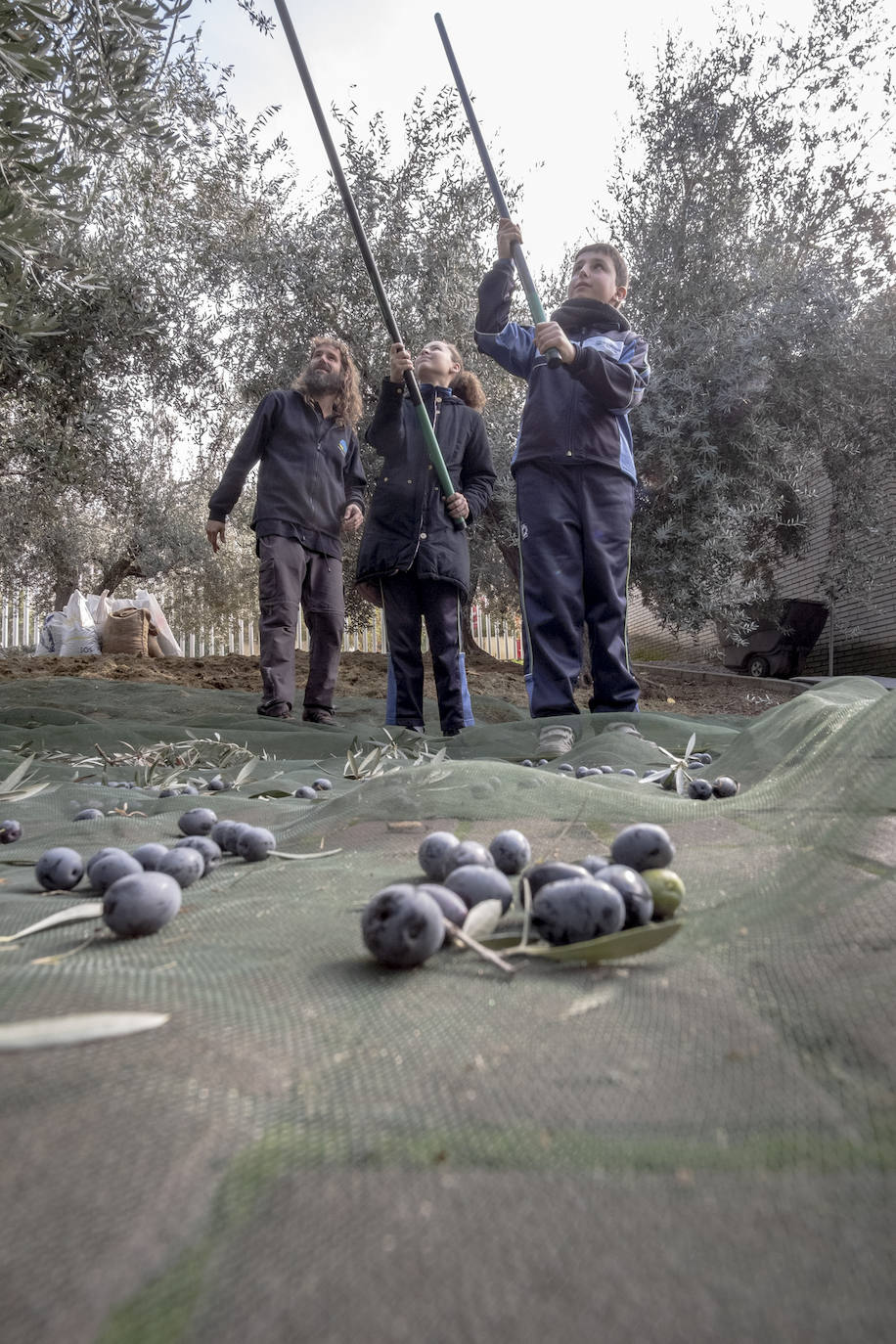 El colegio Caja de Ahorros de Granada participa en la Jornada de Recogida de Aceituna, donde se resaltó la importancia del cultivo para la salud y la sociedad