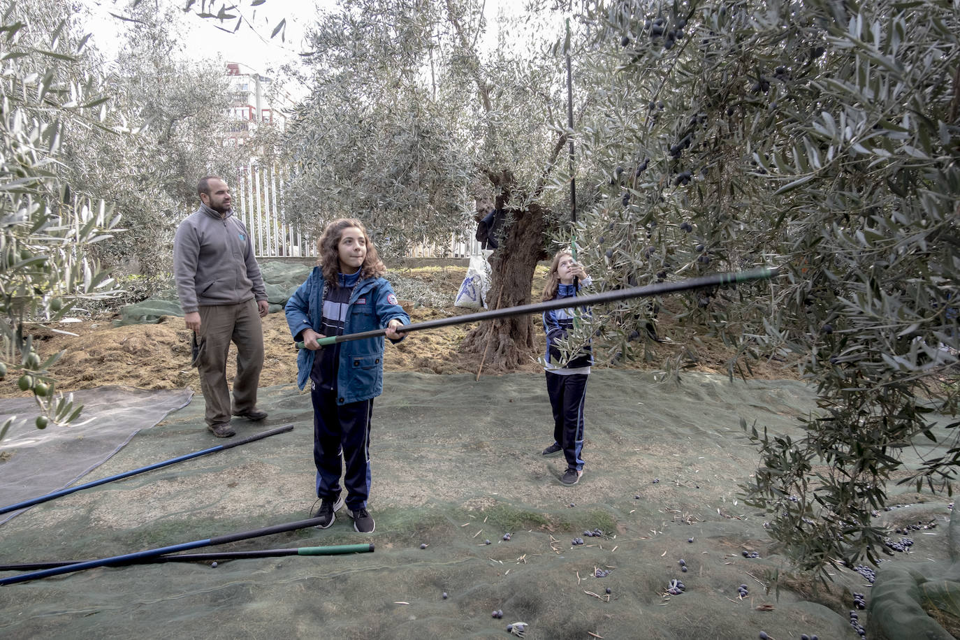 El colegio Caja de Ahorros de Granada participa en la Jornada de Recogida de Aceituna, donde se resaltó la importancia del cultivo para la salud y la sociedad