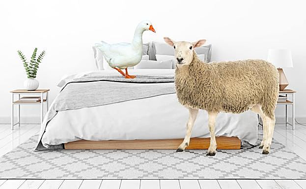 Es recomendable cambiar con frecuencia sábanas, mantas, fundas de colchón y almohadas. A la hora de lavar estas prendas, es recomendable usar ciclos largos y a altas temperaturas. 