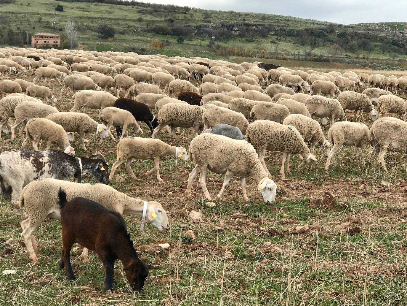 Los jóvenes jienenses escuchan las enseñanzas de los pastores