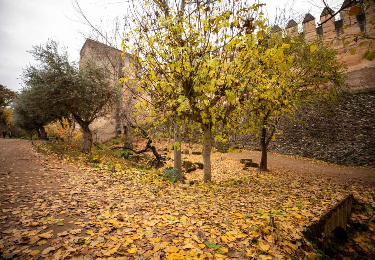 La capital nazarí ofrece paisajes bellos y penetrantes en la estación otoñal | La Alhambra, el centro... todos los rincones ofrecen hermosas estampas