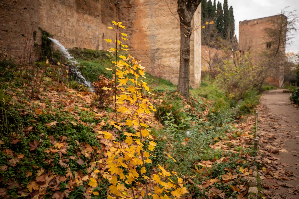 La capital nazarí ofrece paisajes bellos y penetrantes en la estación otoñal | La Alhambra, el centro... todos los rincones ofrecen hermosas estampas