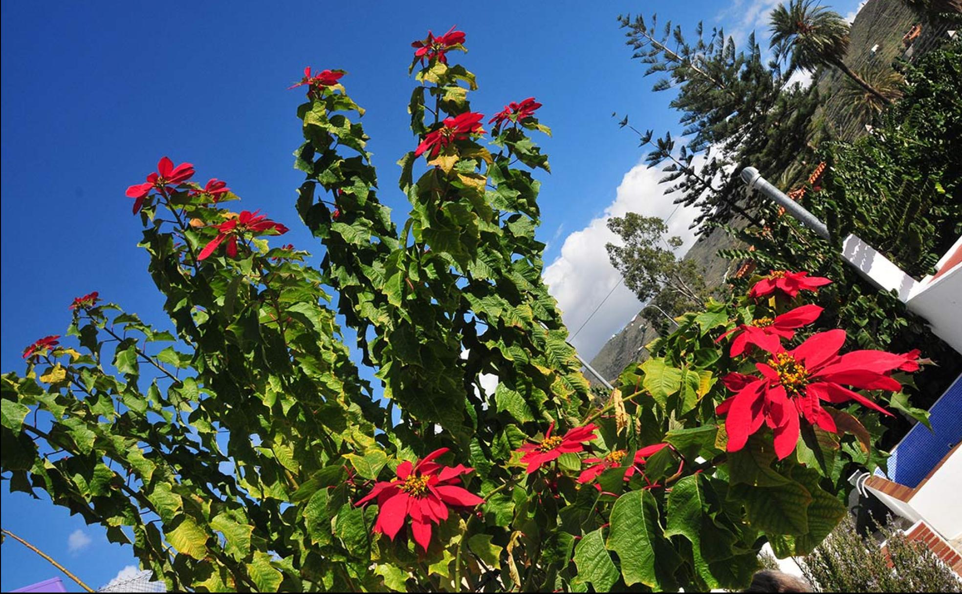 Un enorme ejemplar de 'pascuero' en una urbanización de la Caleta 