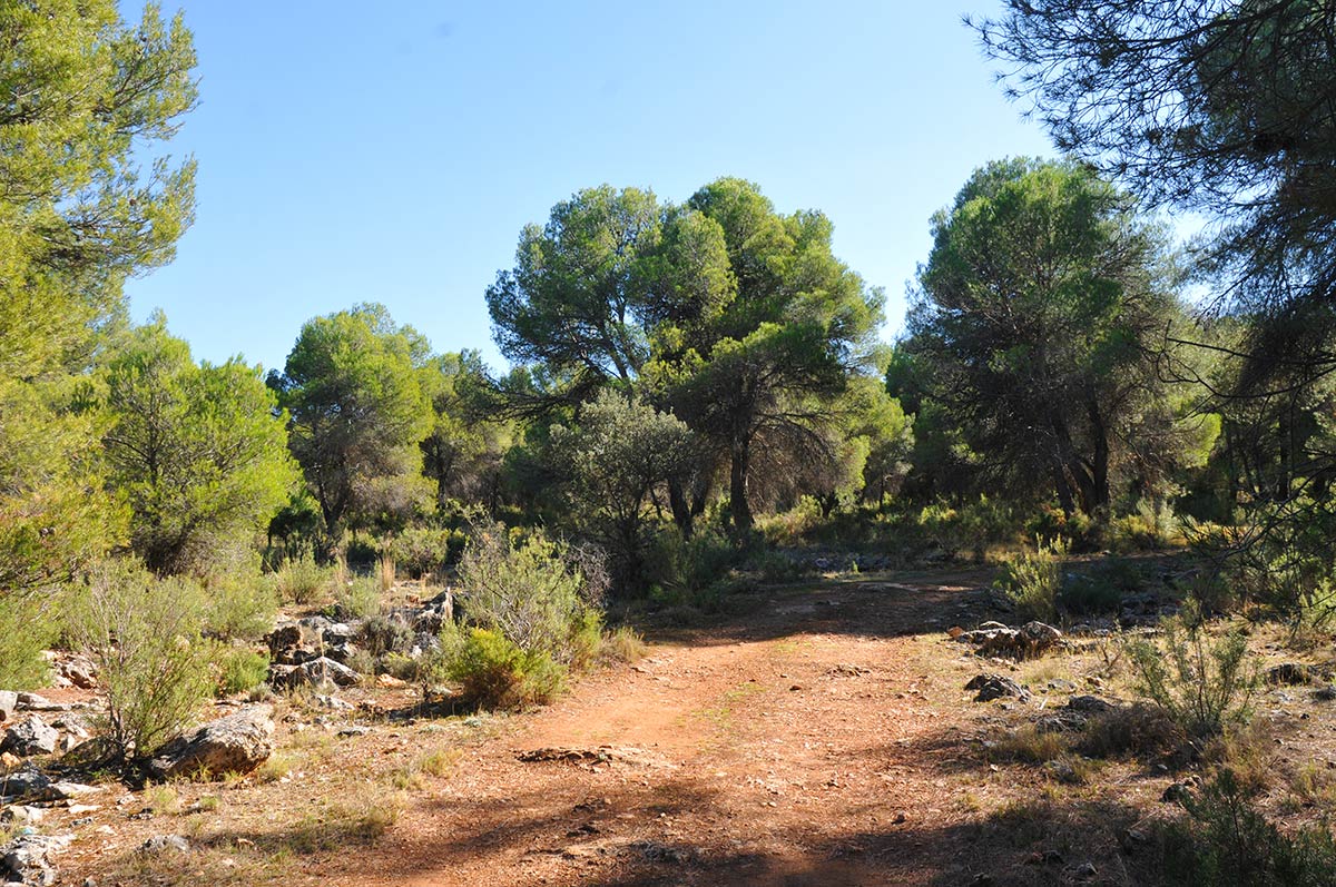 Área recreativa en los pinares del Sotillo