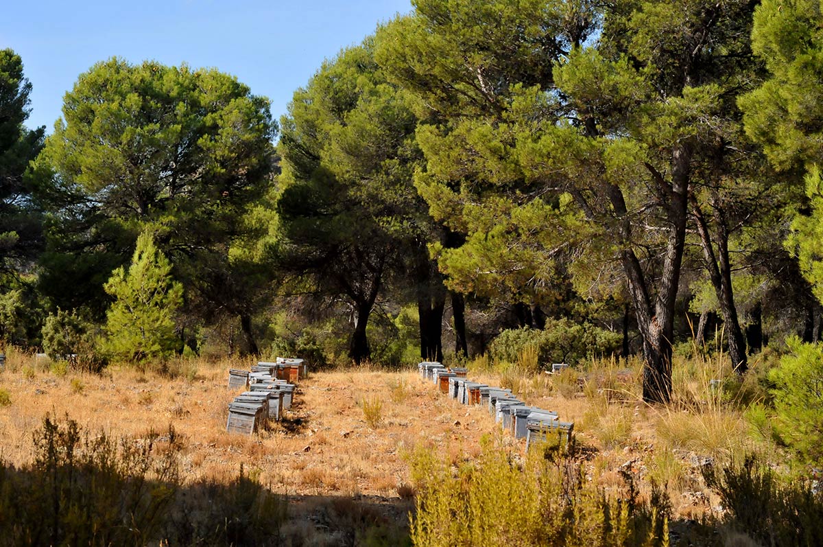 Área recreativa en los pinares del Sotillo