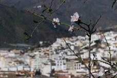 Flores de almendro, abajo el casco urbano de Albuñol el día de Reyes de 2020 