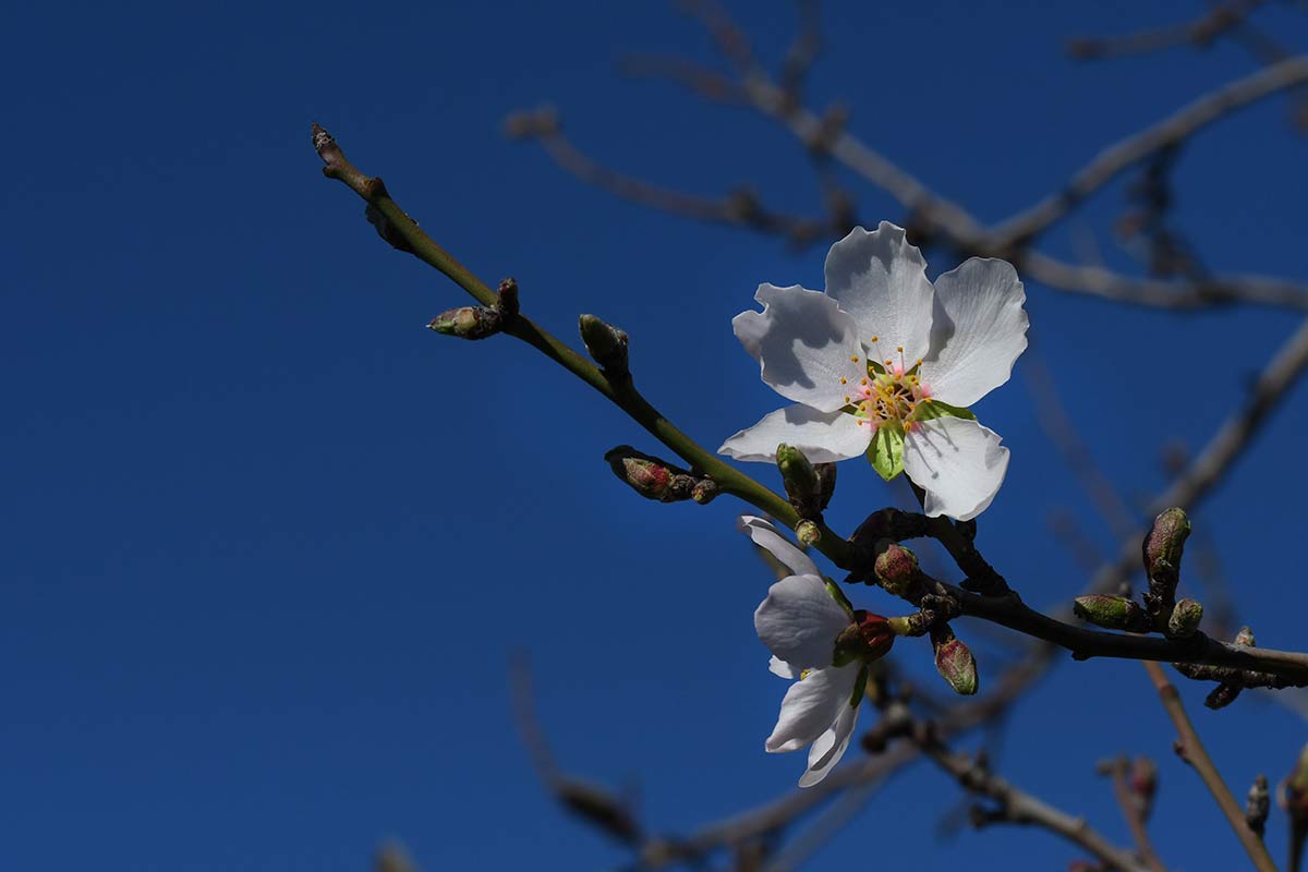 Flores de almendro 