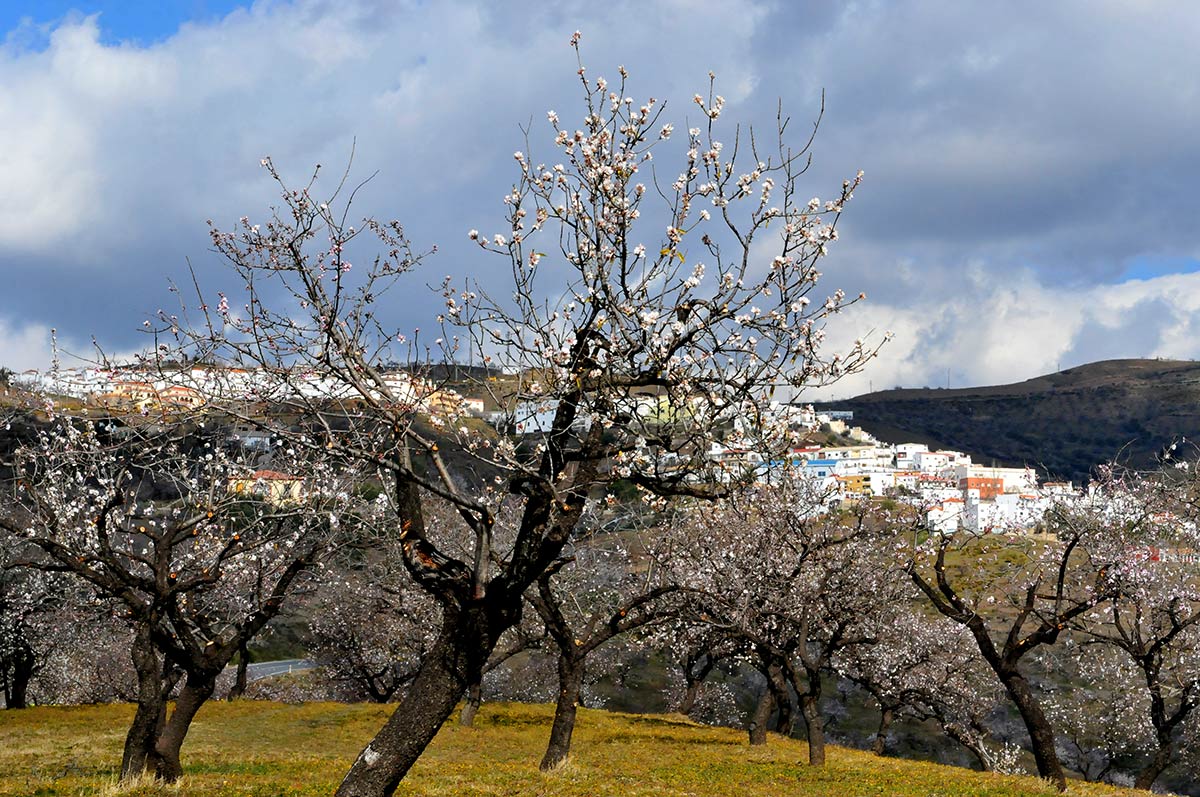 Almendros en la cortijada de Los Gálvez, entre Albuñol y Albondón