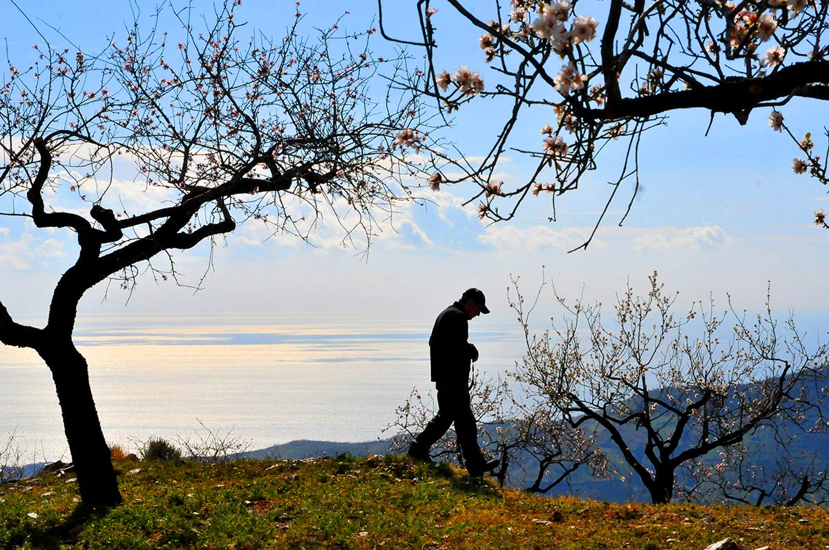 Almendros en las laderas entre Albuñol y Albondón, el mar de Alborán al fondo