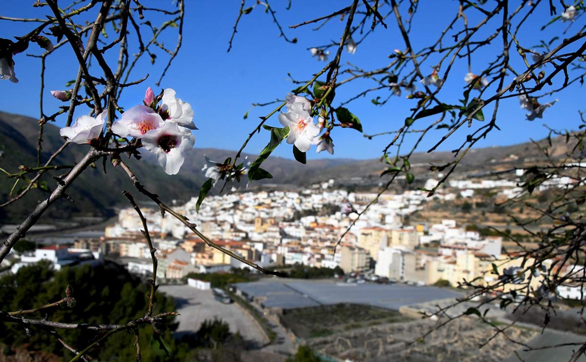 Flores de almendro en las laderas de Albuñol en el día de Reyes de 2020 