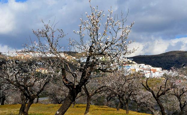 Imagen principal - Primeros paseos entre los almendros en flor de Granada